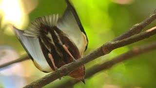 Spoiler alert Clubwinged Manakin [upl. by Eryt]