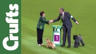 Crufts 2012  Terrier Group Judging Highlights [upl. by Wightman825]