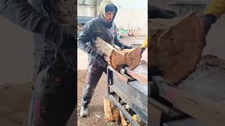 Crazy Firewood Processing Machine Shorts Woodworking Woodcutting Viralvideo [upl. by Coniah838]