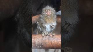 Meet Zippy the Pygmy Marmoset [upl. by Chud]