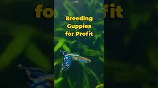 How to Breed Guppies for Profit 🐠 shorts guppy [upl. by Ailat]