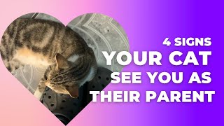 4 SIGNS your CAT sees you as their PARENT [upl. by Ghiselin]