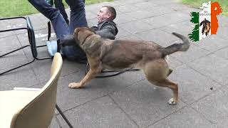 Civil bite work Dog Training in The Netherlands amtrainingkennels [upl. by Waldon522]