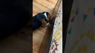 Chew bone nikal raha hai dog funny beagleworld COCOBEAGLE [upl. by Sivar820]