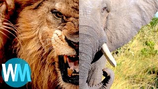 Top 10 Most Dangerous Animals in the World [upl. by Shauna]