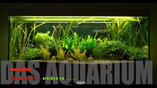 Eheim 240l  Das Aquarium  Neon Salmler Barben Smaragdprachtbarsch Amanogarnele [upl. by Roddie]