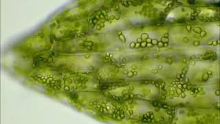 Movimiento de los Cloroplastos vistos en microscopio óptico [upl. by Hume]