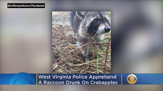 West Virginia Police Responding To Call Find A Drunk Raccoon [upl. by Jason999]