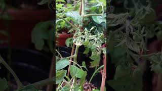 Fruiting Update Barry Crazy Cherry shorts tomatotuesday heirloomtomatoes [upl. by Allesiram]