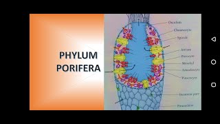 Phylum Porifera Sponges [upl. by Ertnom487]