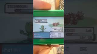 live Shiny Zigzagoon Pokemon Emerald [upl. by Audre]