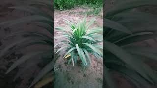 goloka yeaka plantsshorts viralvideo plants trending [upl. by Amii]