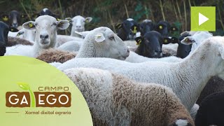 Medidas para reducir a pegada medioambiental da produción cárnica en Galicia [upl. by Ahsima]