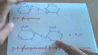 Celobiosa como se forma y estructura disacáridos [upl. by Garret]