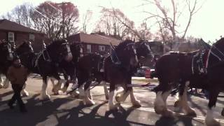 Hallamore Clydesdales [upl. by Payson]