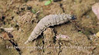 Enorme Larve in Lobberdensche Waard Hydrophilus piceus [upl. by Iphlgenia826]