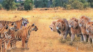 When Tigers And Lions Face Each Other [upl. by Lenrow]