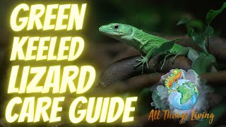 Green Keeled Scale Lizard Care Guide 2022 [upl. by Wainwright]