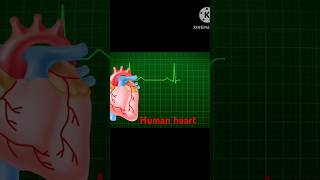 Human anatomy heart3D heart animation anatomy heartdoctor heartburn [upl. by Eniarrol]