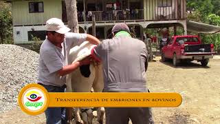 Transferencia de Embriones en Bovinos [upl. by Hnahc]