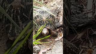 Indian star tortoisetortoise wildlife endangeredspecies zoo trendingshorts nature viralshort [upl. by Adiraf]