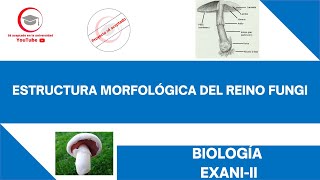 ESTRUCTURA MORFOLÓGICA DEL REINO FUNGI  BIOLOGÍA  EXANIII 2024 [upl. by Sivat]