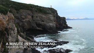 A Minute in New Zealand  Taiaroa Head Royal Albatross Centre Dunedin New Zealand [upl. by Yekcaj775]