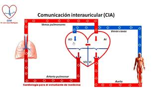 Circuito de la comunicación interauricular [upl. by Borg]