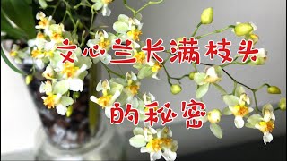 12042021 迷你香水文心兰的生长特性，掌握好“小技巧”。没难度的种植 oncidium twinkle fragrance fantasy [upl. by Anderson]