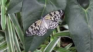 Tropische Schmetterlinge im Tropenhaus Botanischen Garten in Linz [upl. by Atikam]