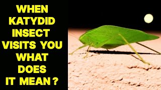 WHEN KATYDID INSECT VISITS YOU WHAT DOES IT MEAN [upl. by Niobe]