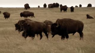 Thundering Ahead Bison Resolve 1080p [upl. by Hallvard]