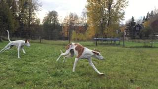 Podencos running  Ibizan Hound  Podenco Ibicenco [upl. by Lory735]