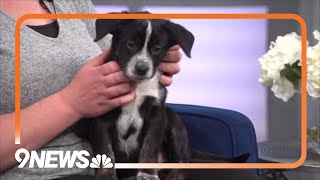 Petline9 Meet Sunday Crunch the border collie mix [upl. by Ashleigh]