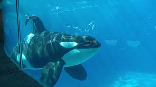 Orcas of SeaWorld San Diego [upl. by Mellisent]