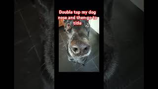 Double tap my dog node and then go to title [upl. by Heidt]