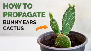 How to propagate Bunny Ears Cactus  Opuntia Microdasys [upl. by Doralynne]