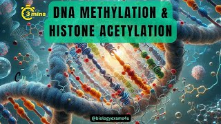 Epigenetic Regulation of Gene Expression Difference between Methylation and Acetylation of DNA [upl. by Zoeller]