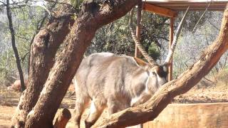 Bowhunt Waterbuck [upl. by Lugar]