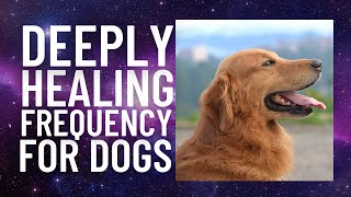 Dog Healing frequency [upl. by Tavish641]