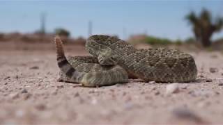 Mojave Rattlesnake  Crotalus scutulatus [upl. by Shanon]