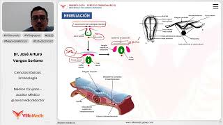 Desarrollo del sistema nervioso  Neurulación [upl. by Annmarie]