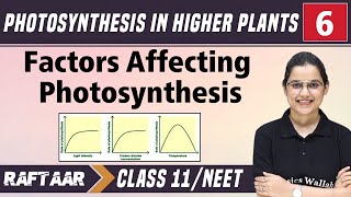 Photosynthesis in Higher Plants 06  Factors Affecting Photosynthesis  Class11NEET  RAFTAAR [upl. by Oiluig]