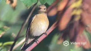 Red breasted Flycatcher  Spurn discovery centre [upl. by Schiffman419]