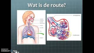 Thema 6 gaswisseling het ademhalingsstelsel van de mens HAV [upl. by Cleland641]