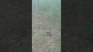 Fisher cat checking out a mock scrape hunting [upl. by Stamata]