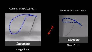 Metachronal motion of synthetic cilia [upl. by Heyes663]