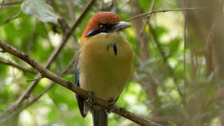 Russetcrowned Motmot in Guatemala [upl. by Lauralee]