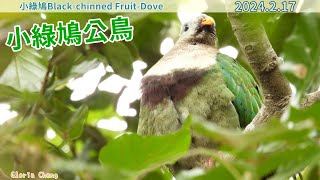 20240217 小綠鳩公鳥／Blackchinned FruitDove male [upl. by Llemert404]