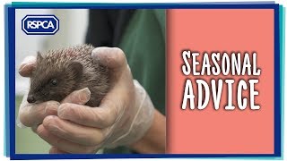 Seasonal advice with RSPCA Inspector [upl. by Brittani]